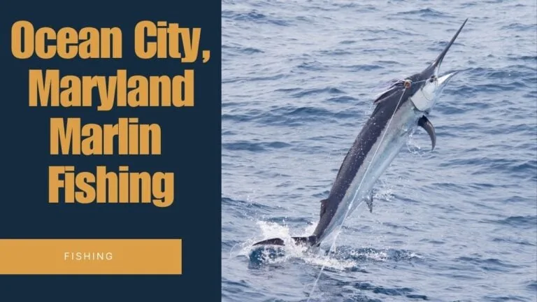 Ocean City Maryland Marlin Fishing