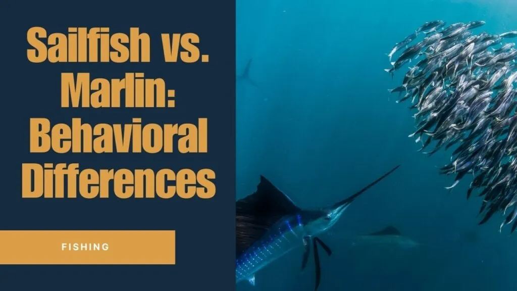 Behavioral Differences Sailfish vs. Marlin