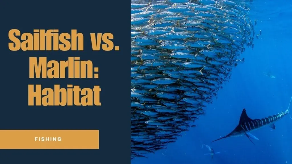 Sailfish vs marlin habitat