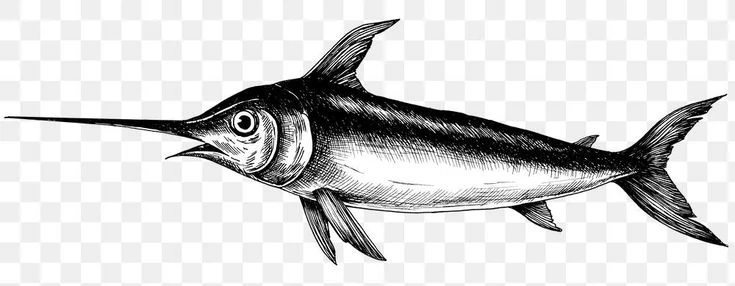 Swordfish vs Marlin pectoral fin 1