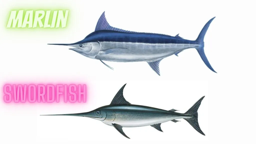 marlin vs swordfish image